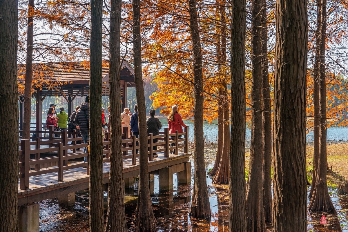 虎丘湿地公园随拍（一）