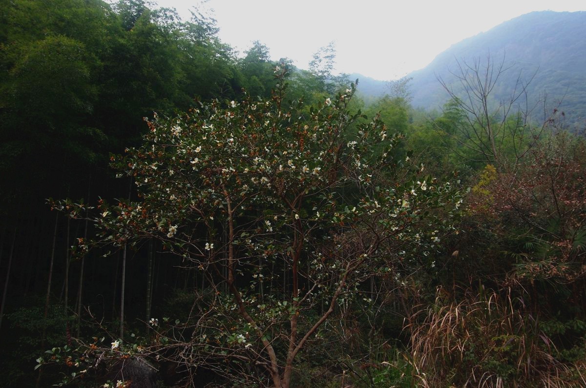 浙西梅树底景区游记--结束篇