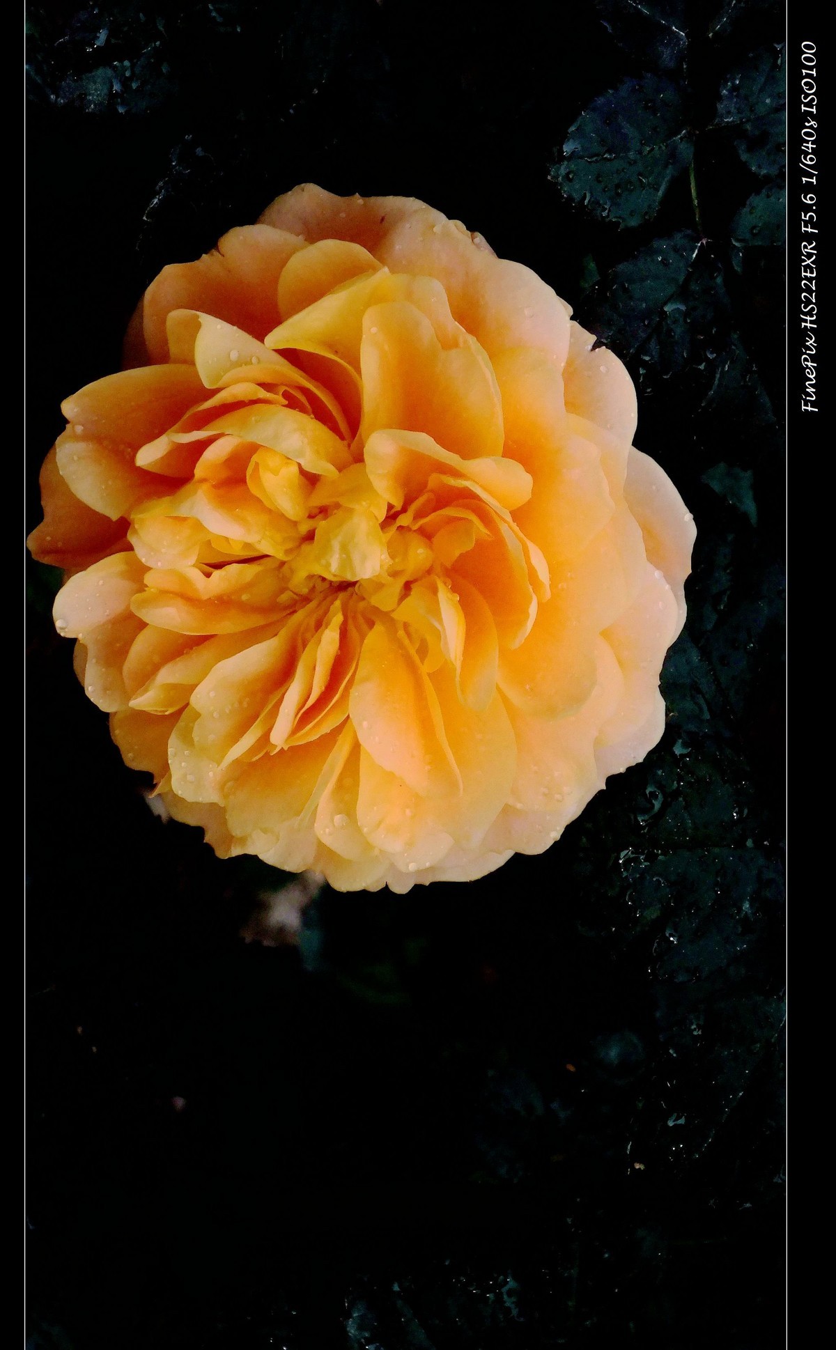 云台花园玫瑰花(15)