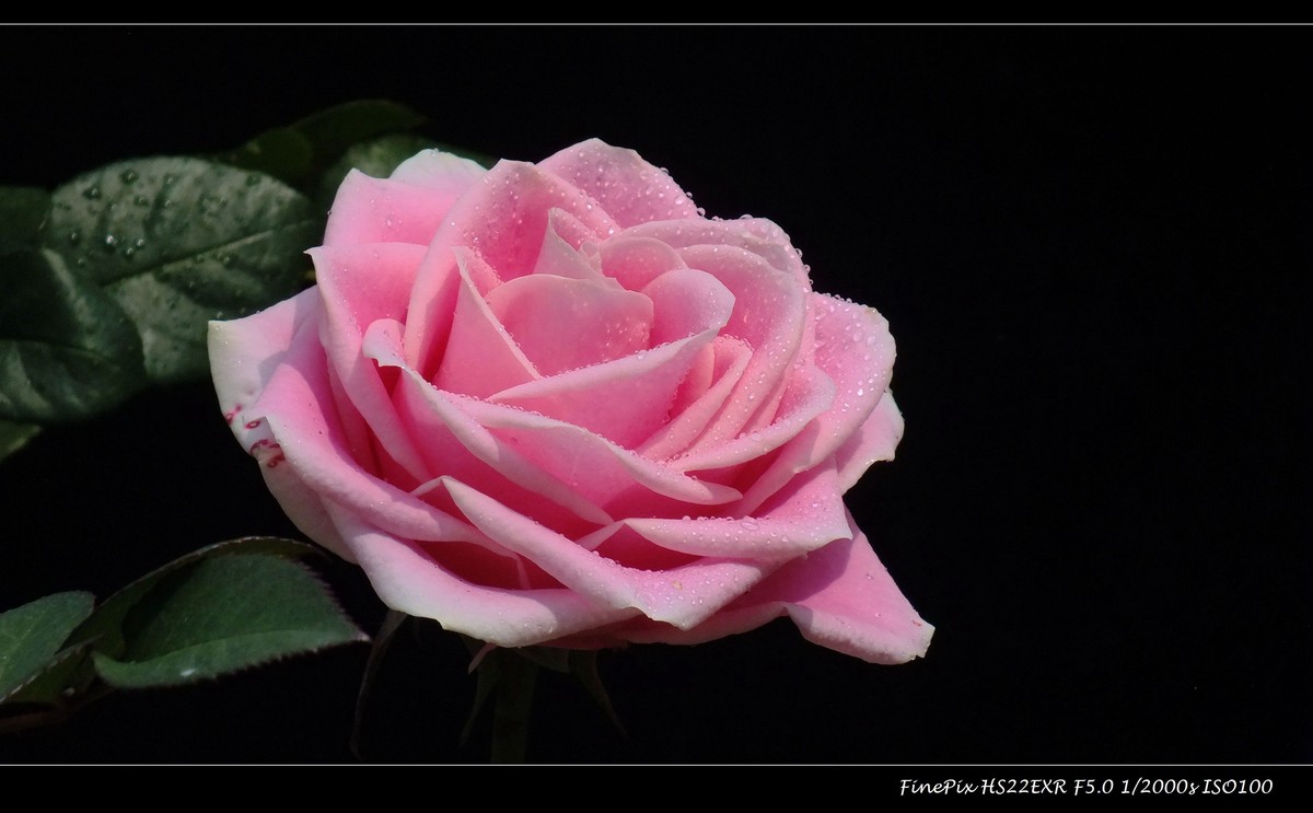 云台花园玫瑰花(15)