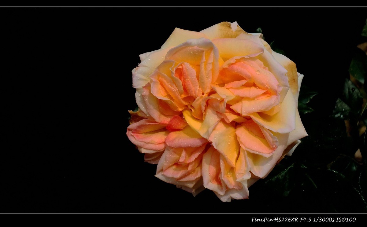 云台花园玫瑰花(15)