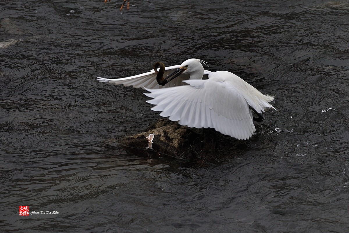 拍鹭纪实【228】