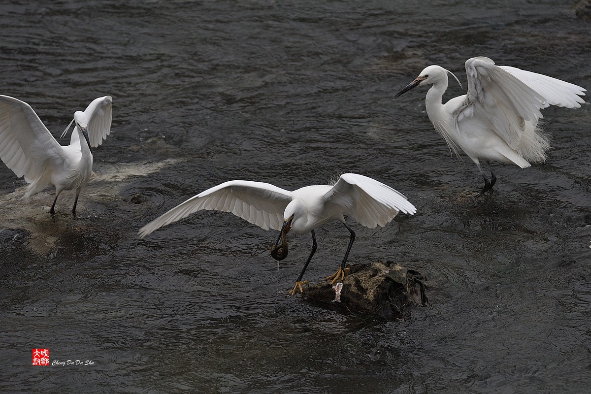 拍鹭纪实【228】