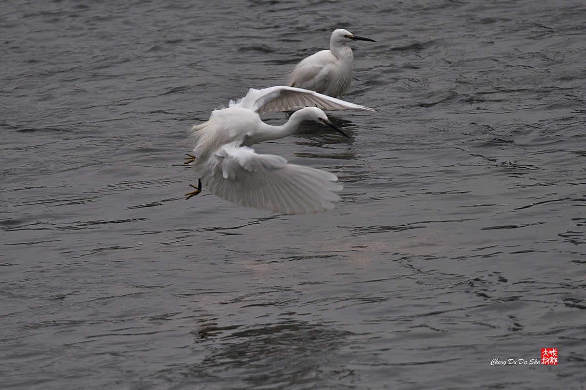 拍鹭纪实【228】