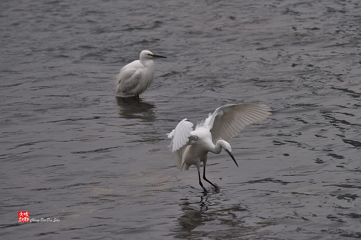 拍鹭纪实【228】