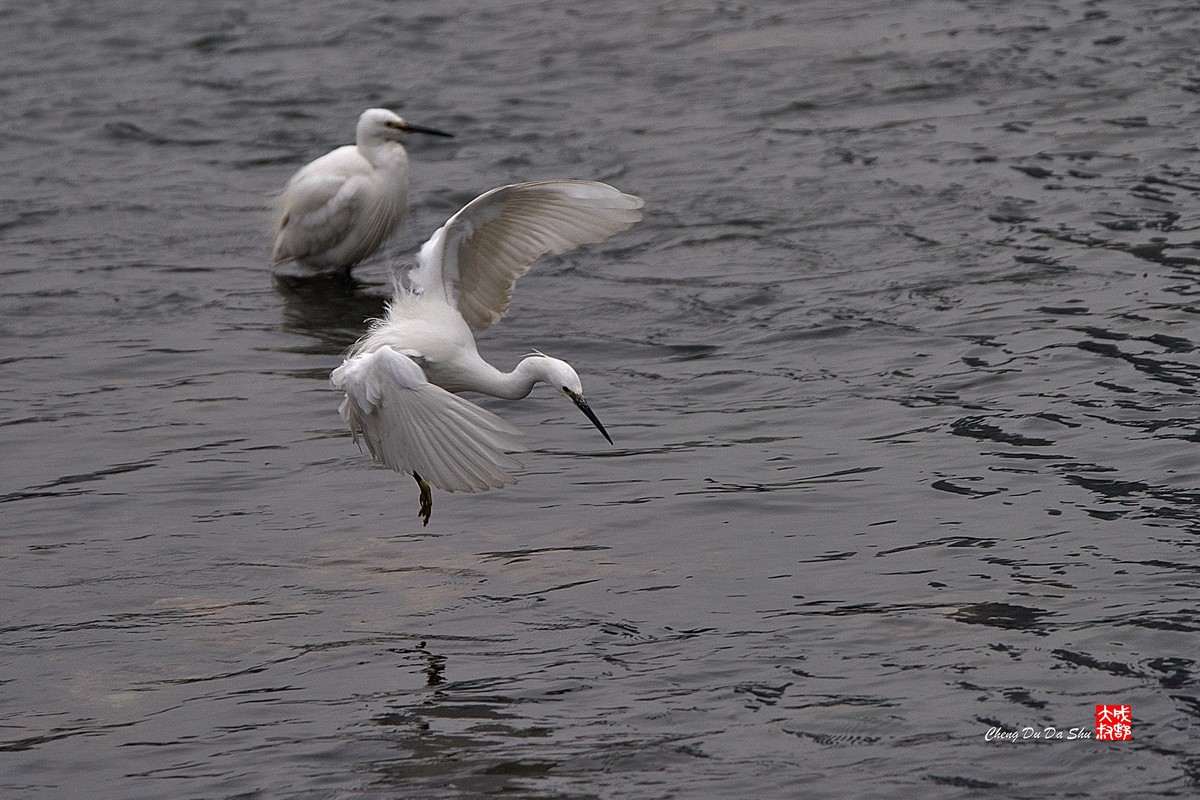 拍鹭纪实【228】