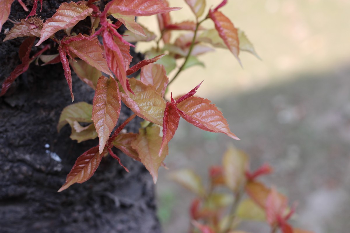 佳能ef50-1,8stm镜头试镜照