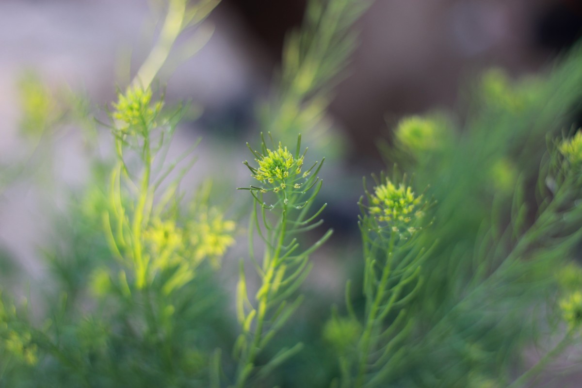 佳能ef50-1,8stm镜头试镜照