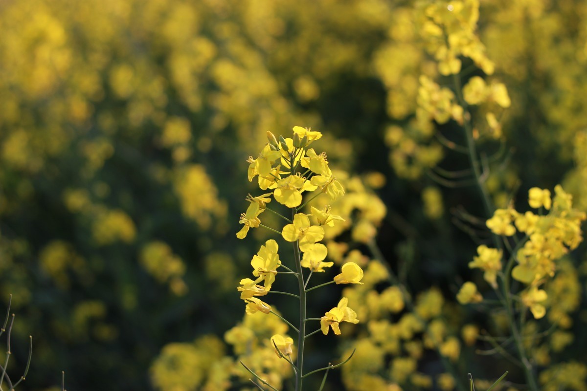 佳能ef50-1,8stm镜头试镜照