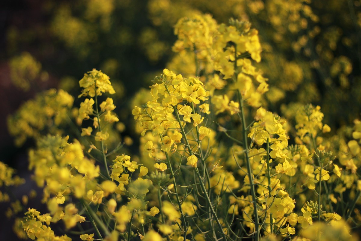 佳能ef50-1,8stm镜头试镜照