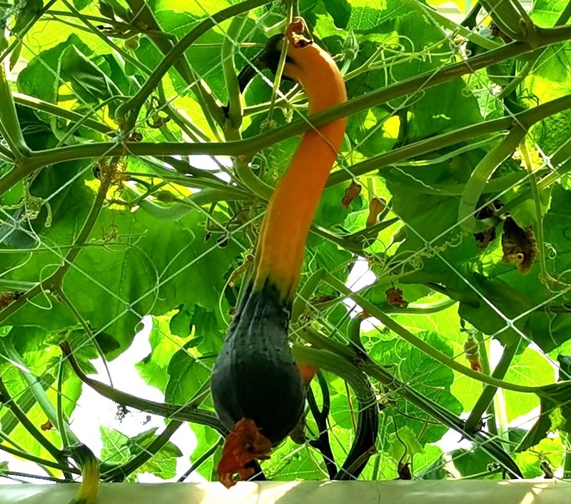 G03【不老松：纪实摄影】高绿科技智慧农业园！(06)