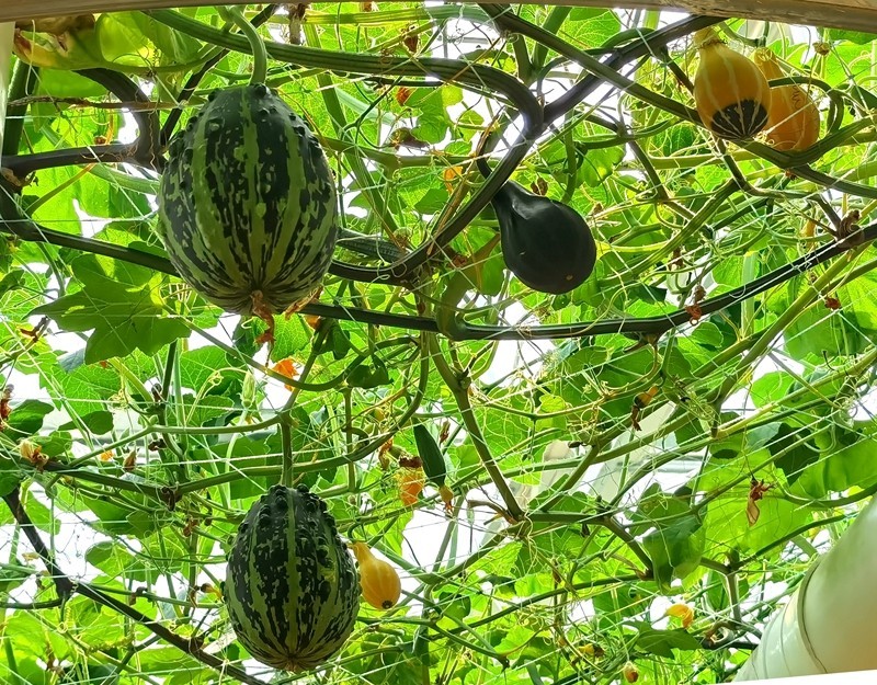 G03【不老松：纪实摄影】高绿科技智慧农业园！(06)