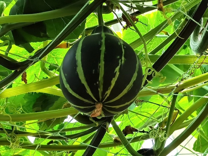 G03【不老松：纪实摄影】高绿科技智慧农业园！(06)