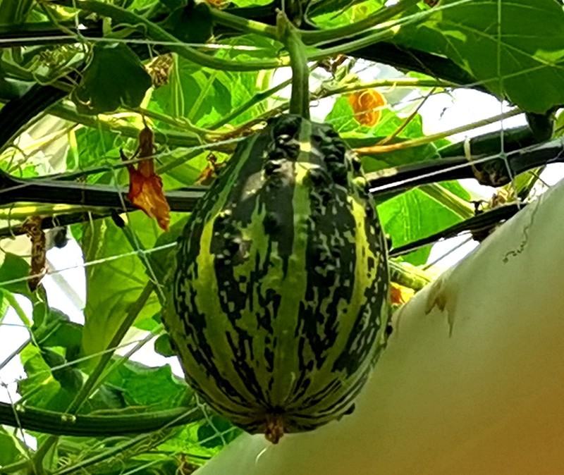 G03【不老松：纪实摄影】高绿科技智慧农业园！(06)