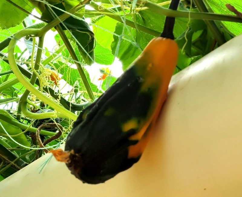 G03【不老松：纪实摄影】高绿科技智慧农业园！(06)