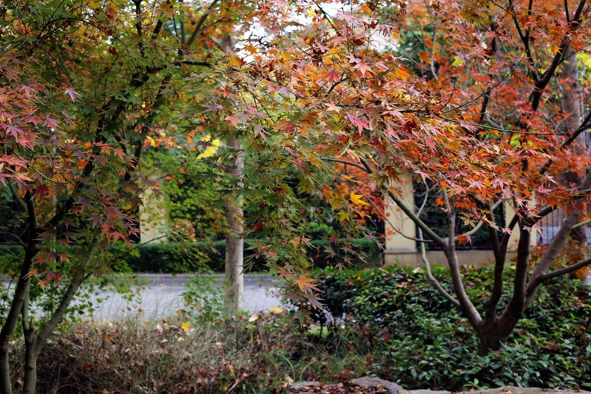 小区里的红叶鸡爪槭三