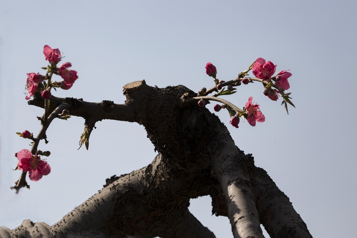 百花园（85）-----怪桃的气势