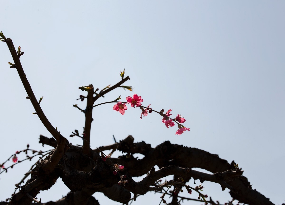 百花园（85）-----怪桃的气势