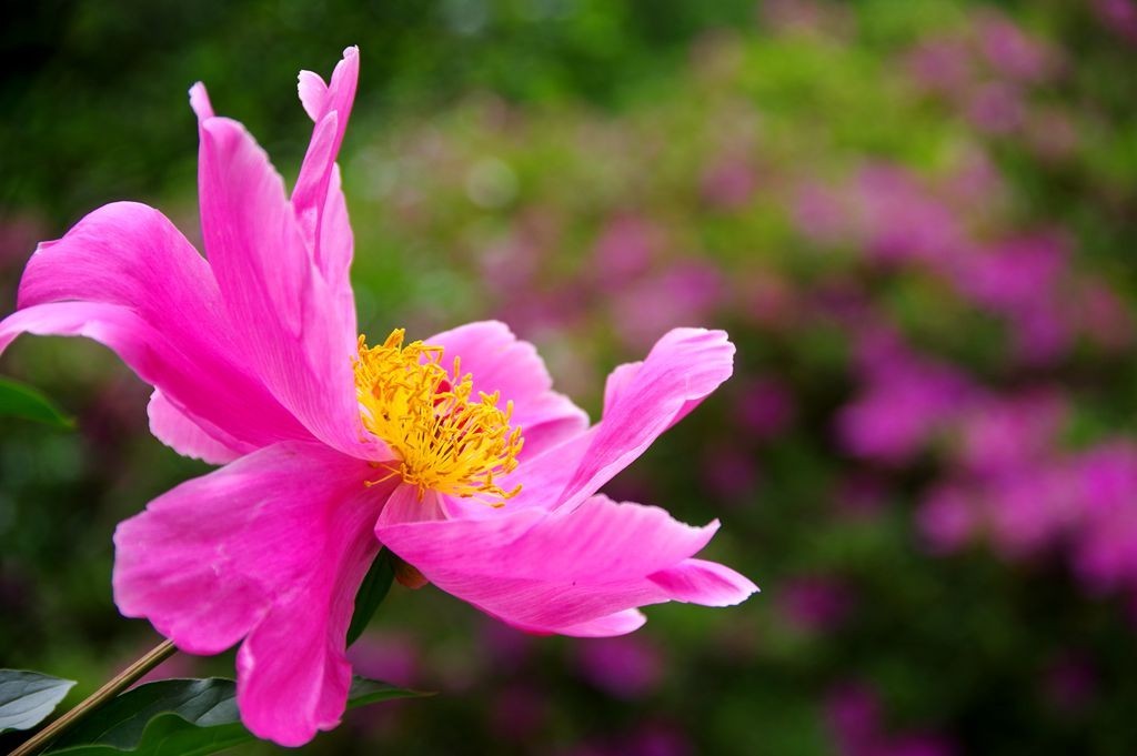 春天的花