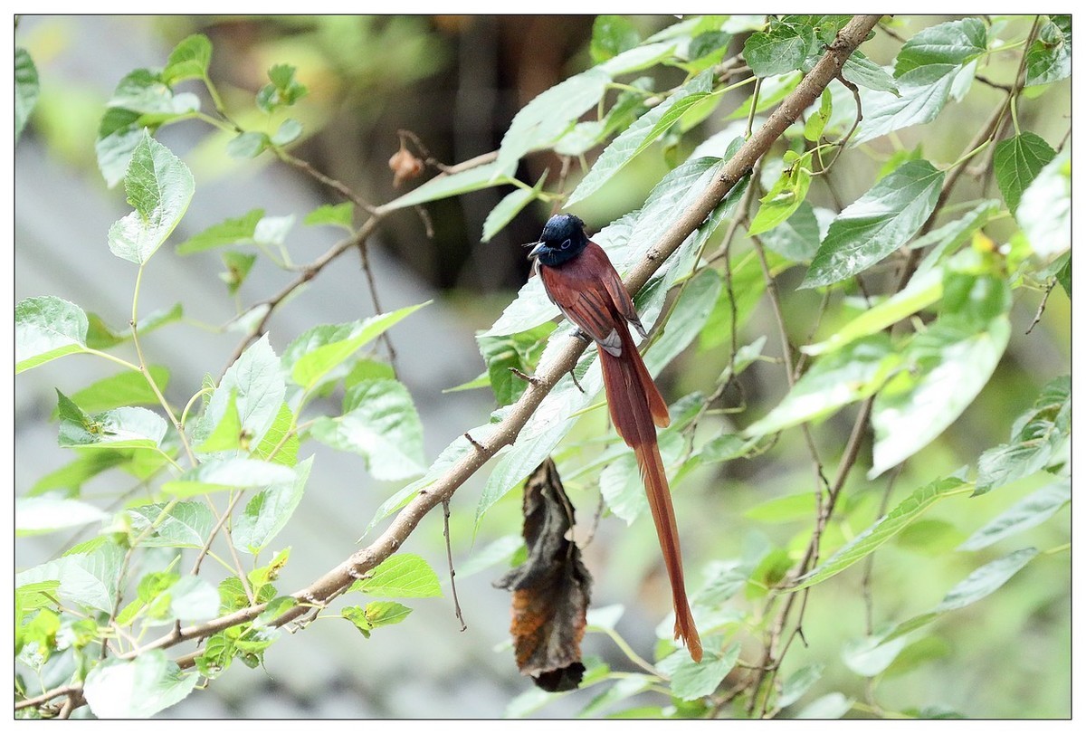 再见了，林中仙子--绶带鸟