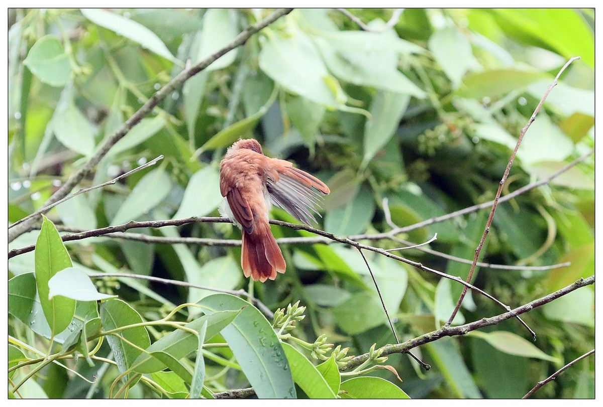 再见了，林中仙子--绶带鸟