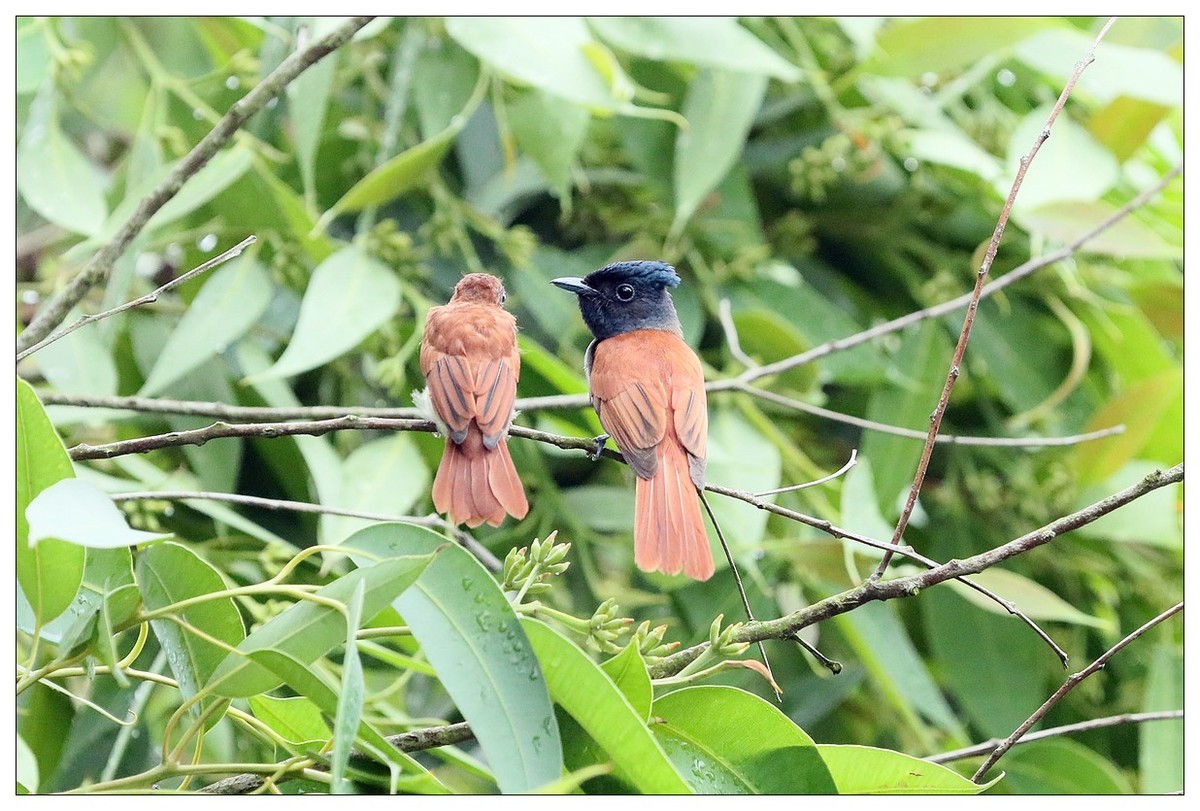 再见了，林中仙子--绶带鸟
