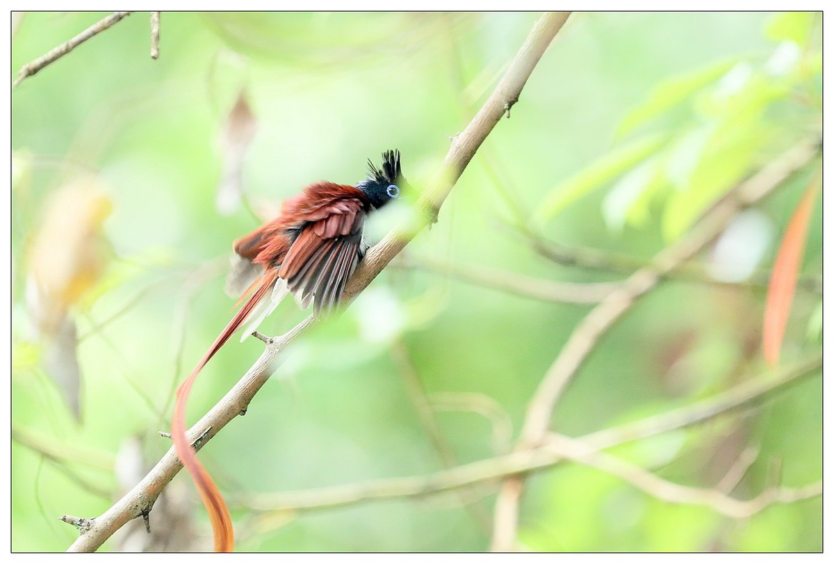 再见了，林中仙子--绶带鸟
