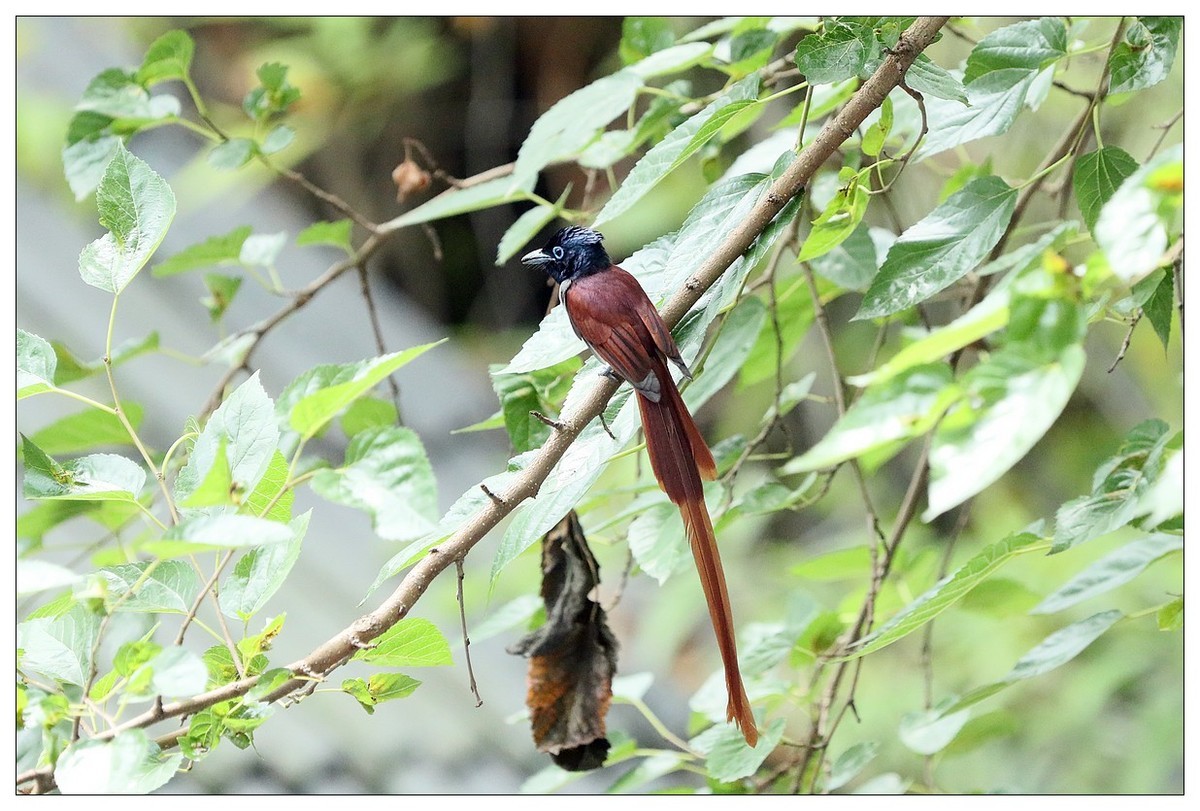 再见了，林中仙子--绶带鸟