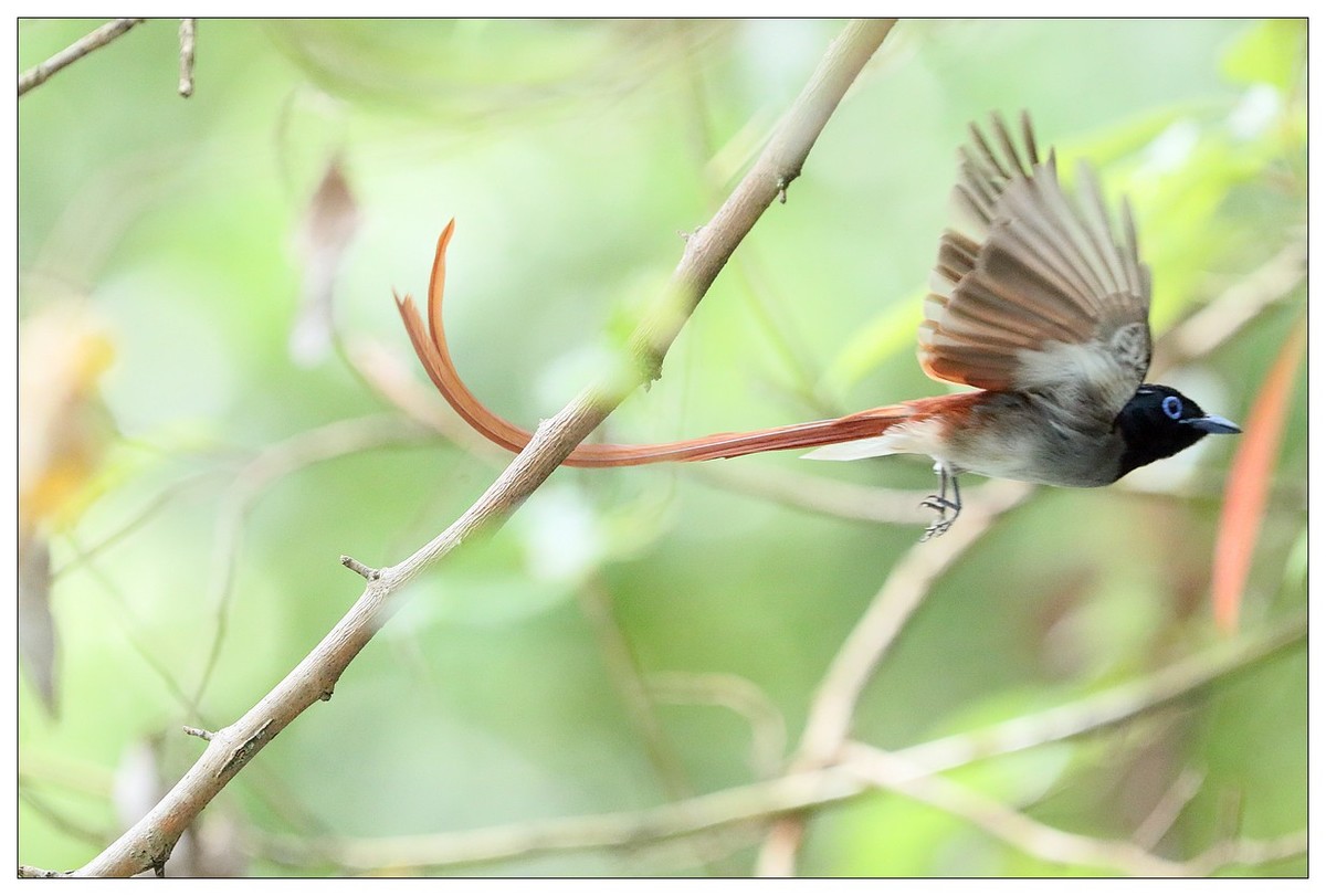 再见了，林中仙子--绶带鸟