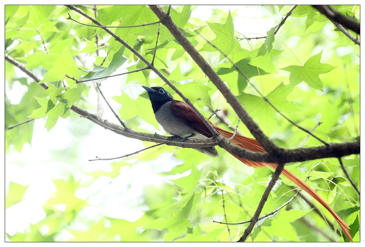 再见了，林中仙子--绶带鸟