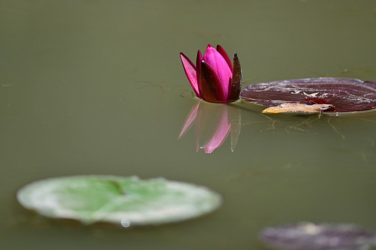 再发一组莲花照