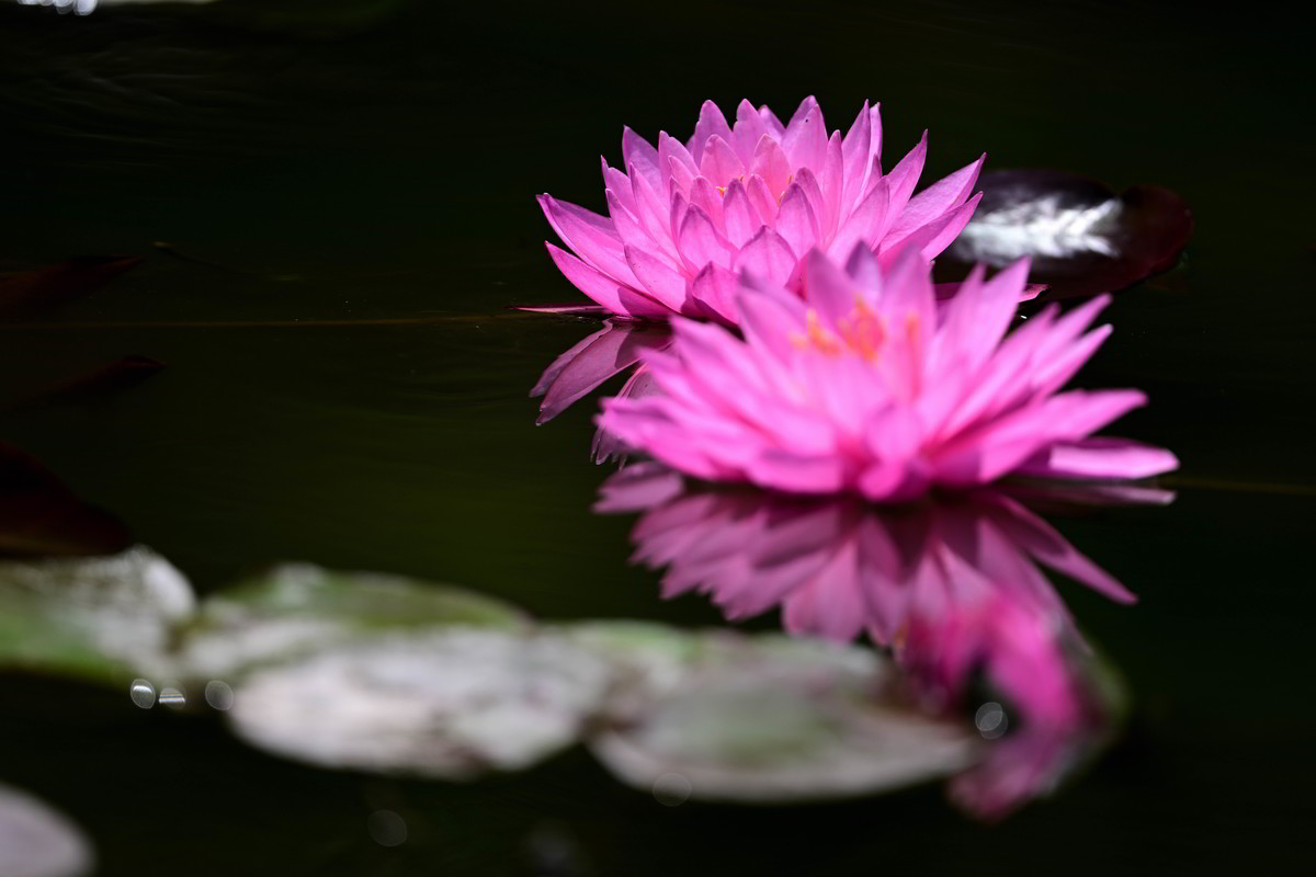 再发一组莲花照