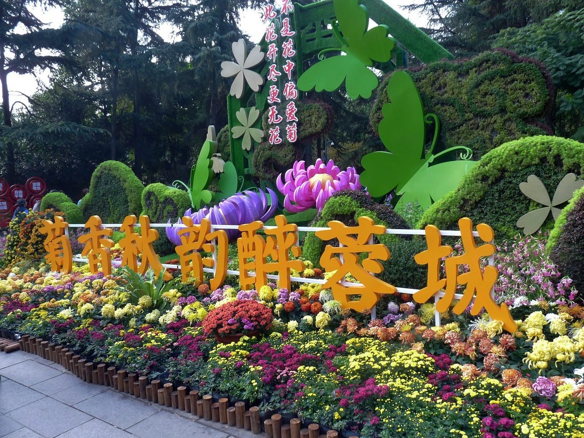 菊香秋韵醉蓉城