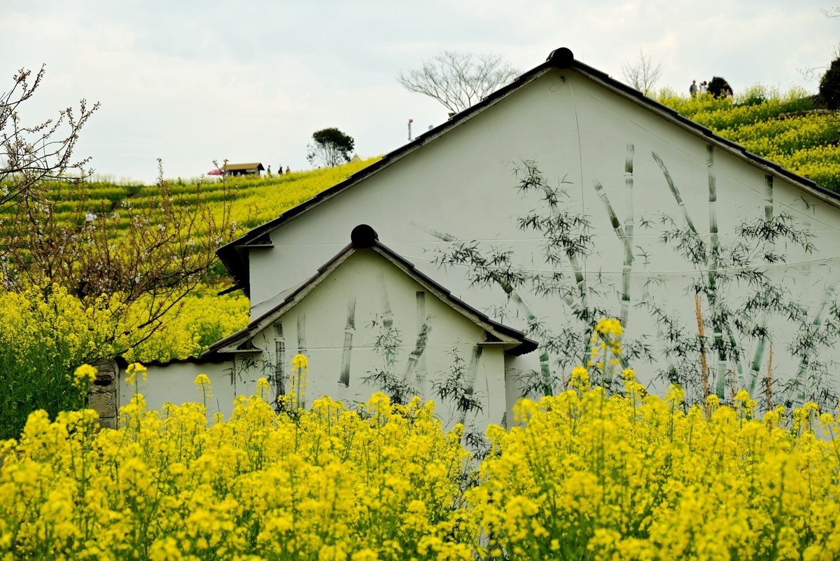 【杭州富阳-黑山顶油菜花 尼康Z5 24-200直出】
