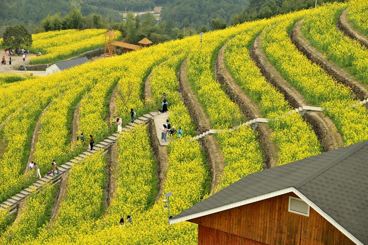【杭州富阳-黑山顶油菜花 尼康Z5 24-200直出】