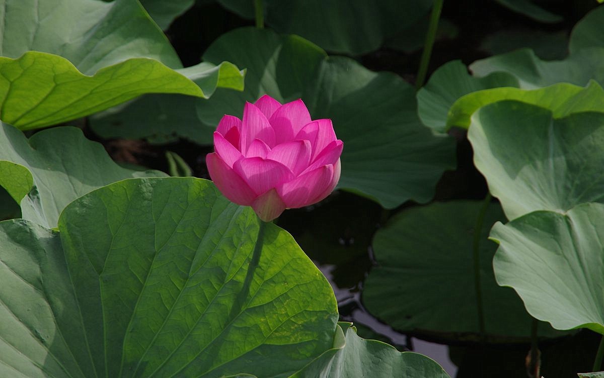 和和美美、中秋快乐