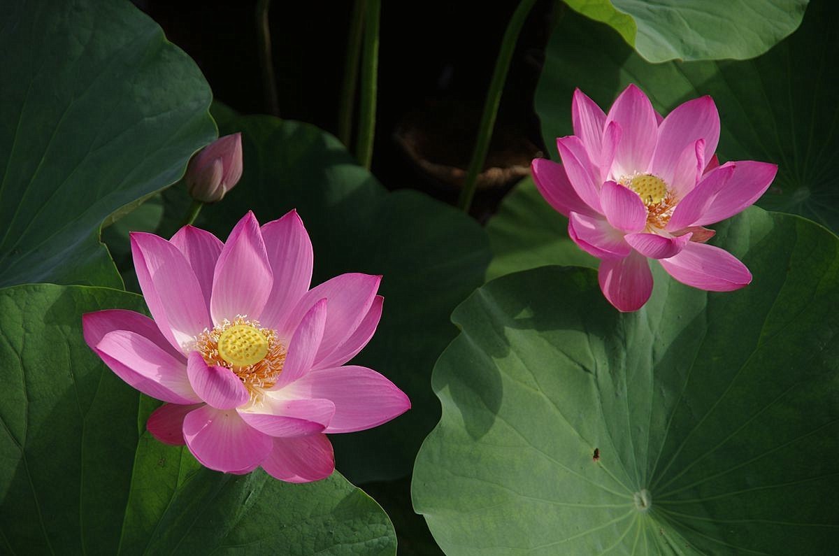 和和美美、中秋快乐