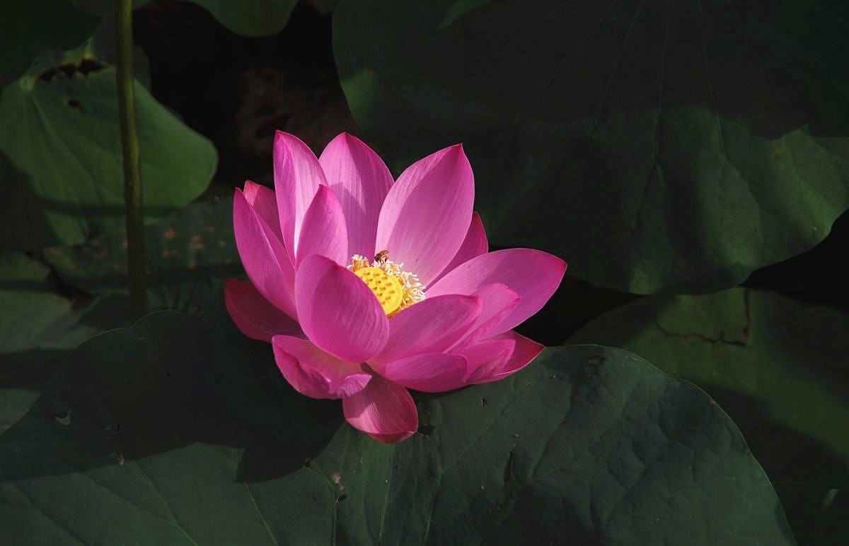 和和美美、中秋快乐