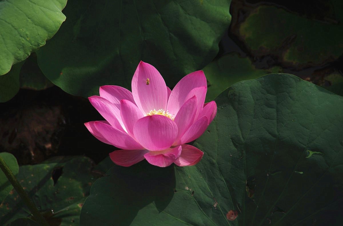 和和美美、中秋快乐