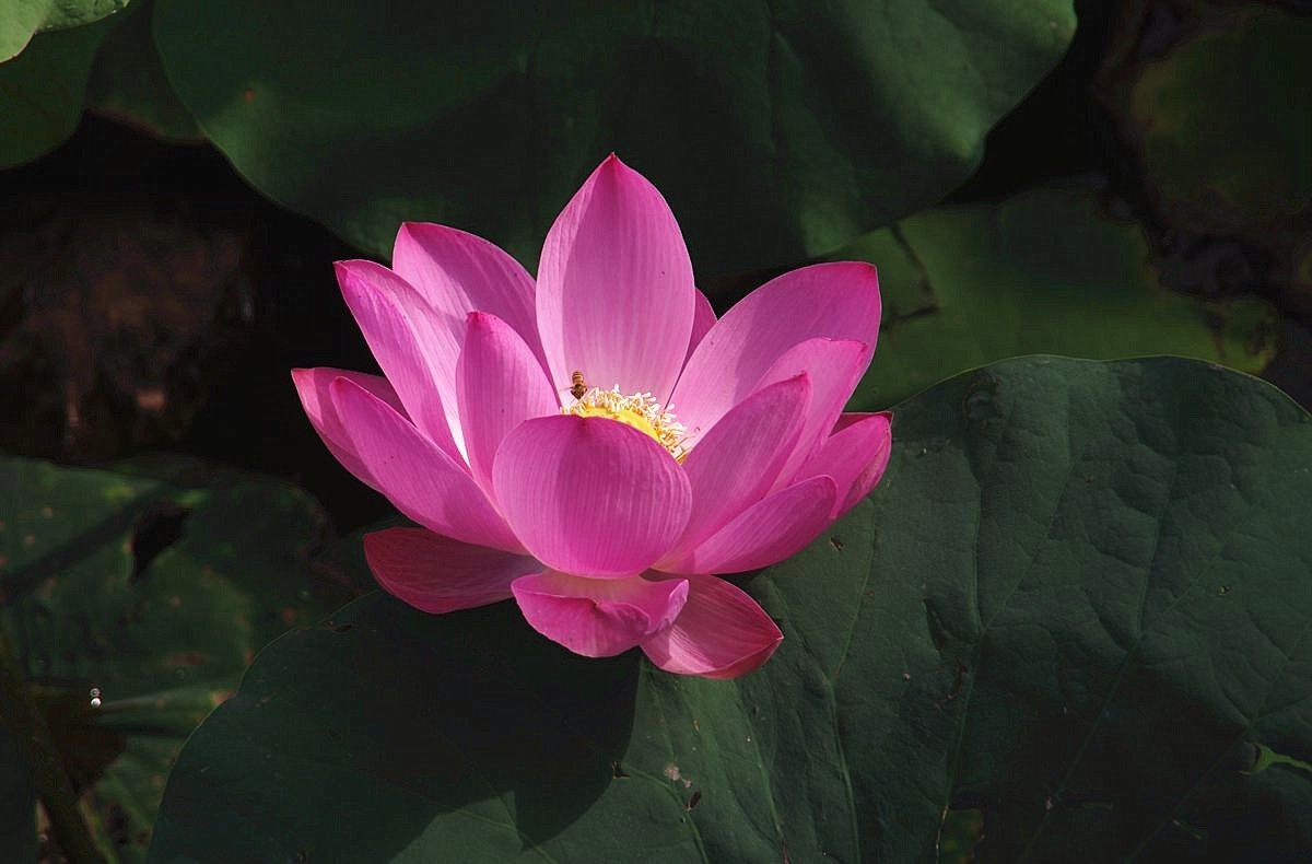 和和美美、中秋快乐