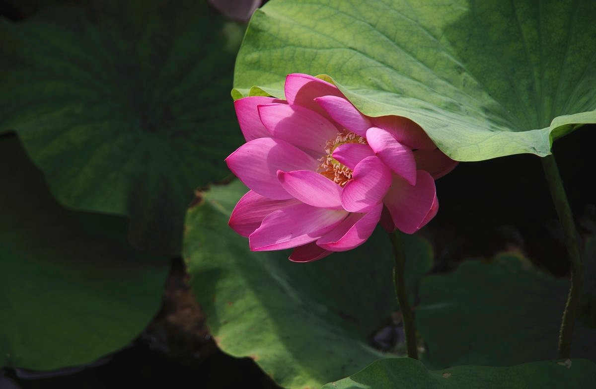 和和美美、中秋快乐