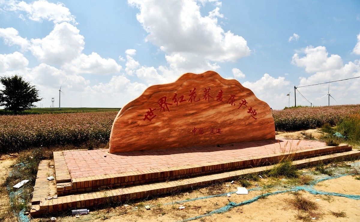 世界红花荞麦原产地——中国定边【3】