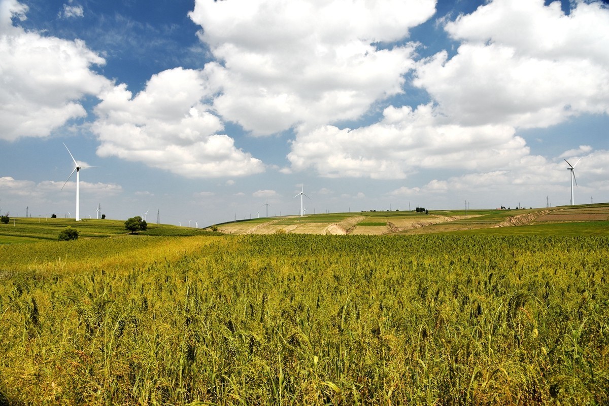 世界红花荞麦原产地——中国定边【3】