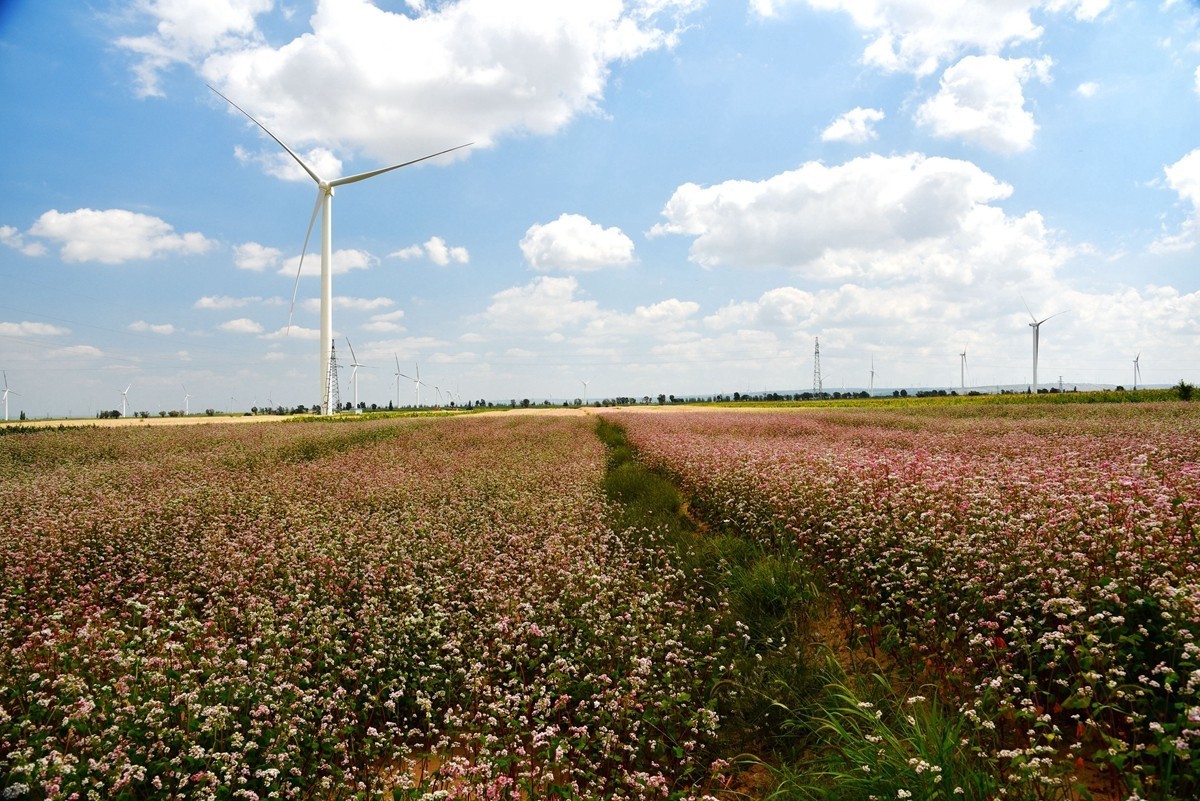 世界红花荞麦原产地——中国定边【3】