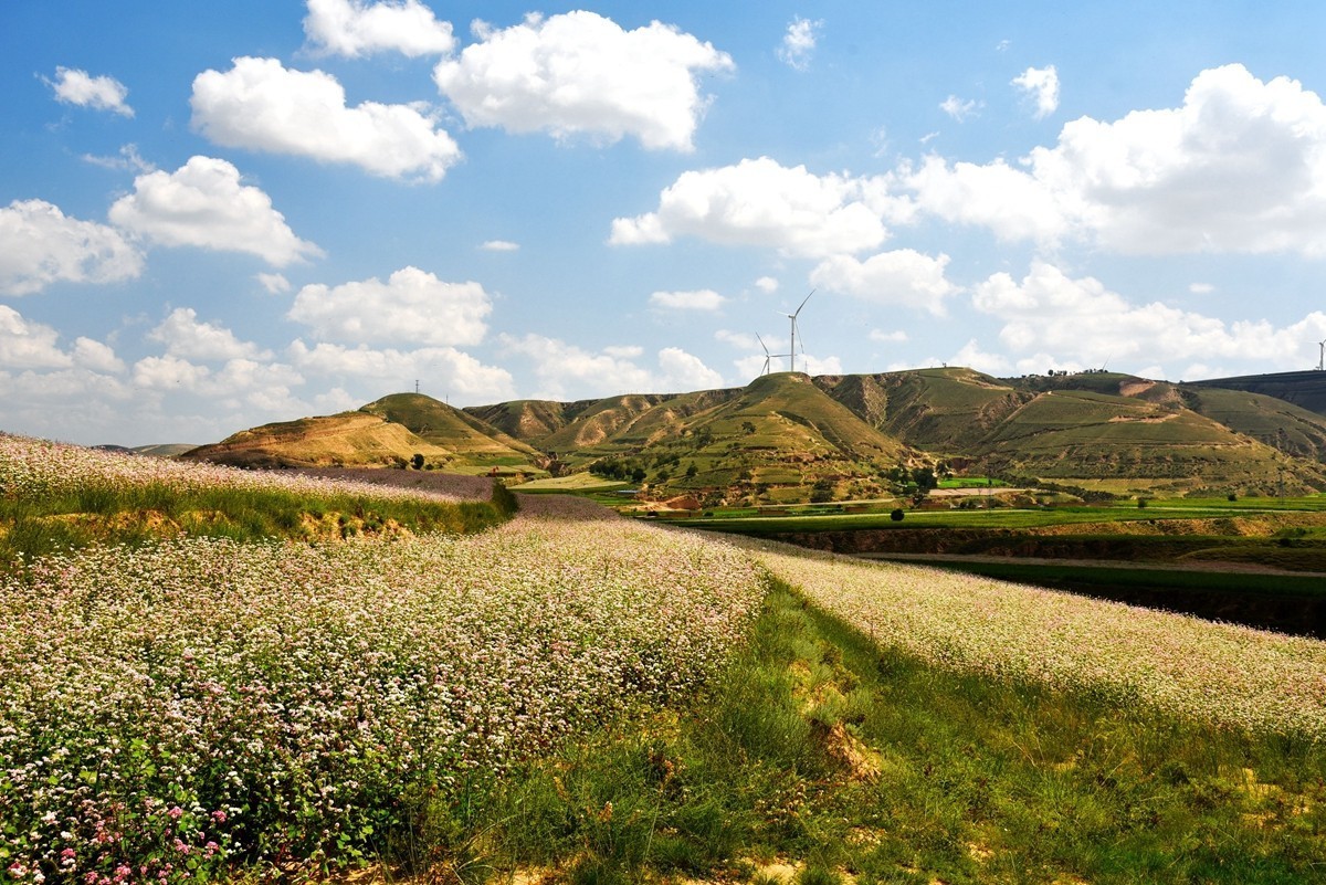 世界红花荞麦原产地——中国定边【3】