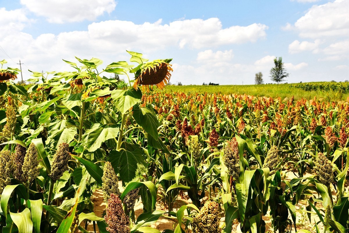 世界红花荞麦原产地——中国定边【3】