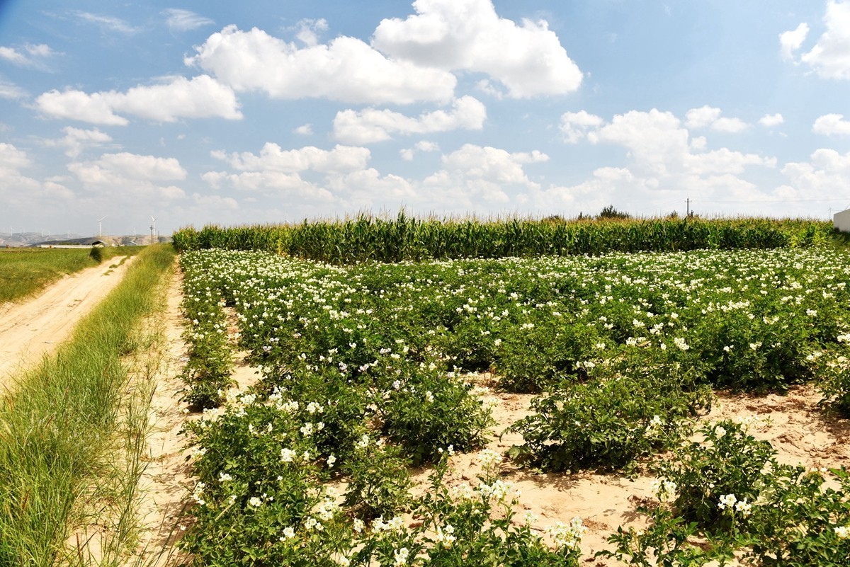 世界红花荞麦原产地——中国定边【3】