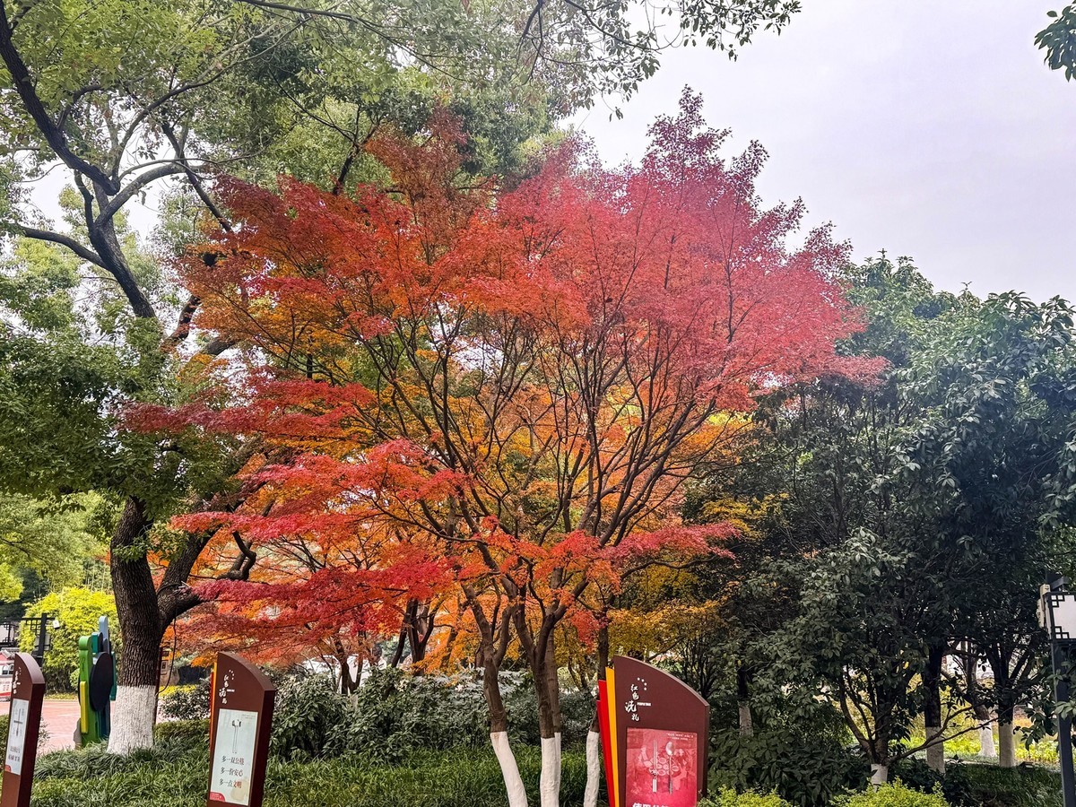 晓园公园冬季【手机图】