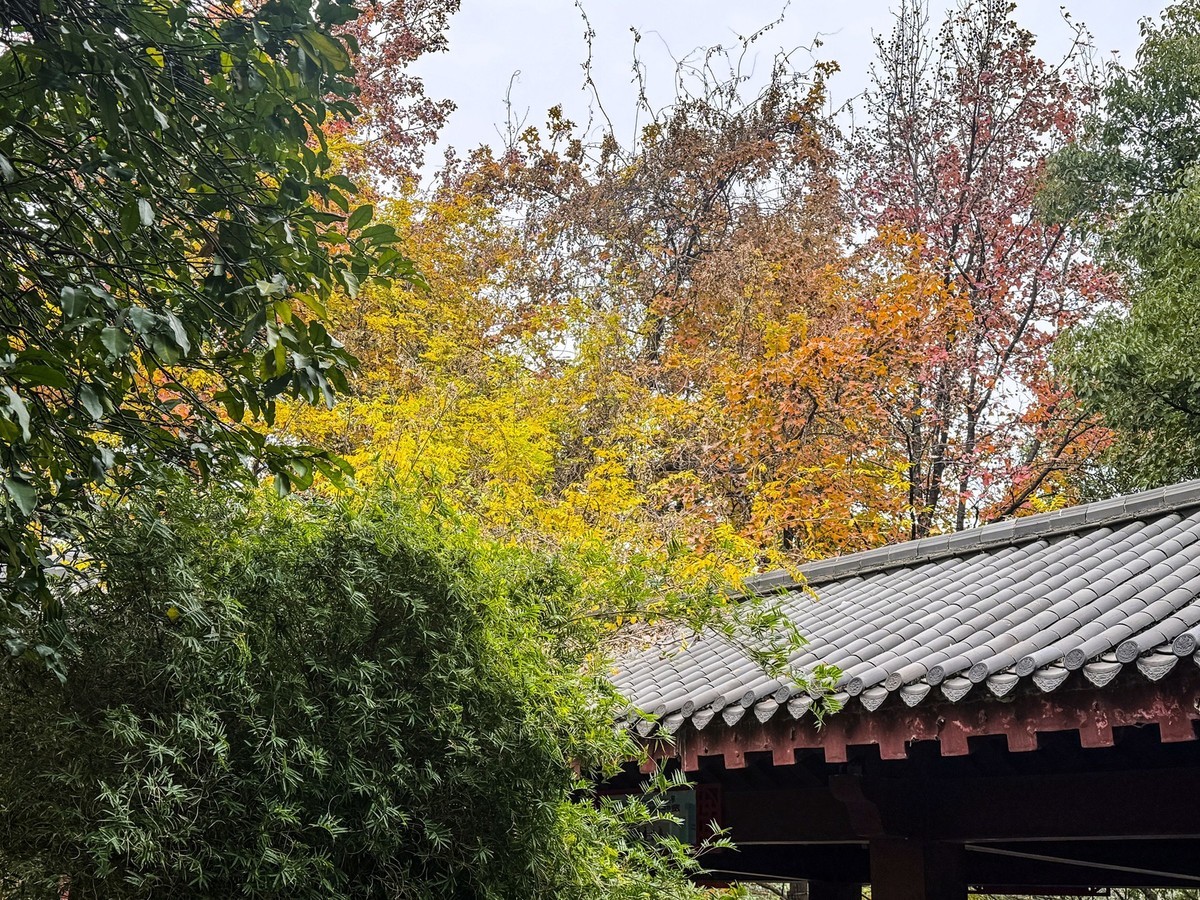 晓园公园冬季【手机图】