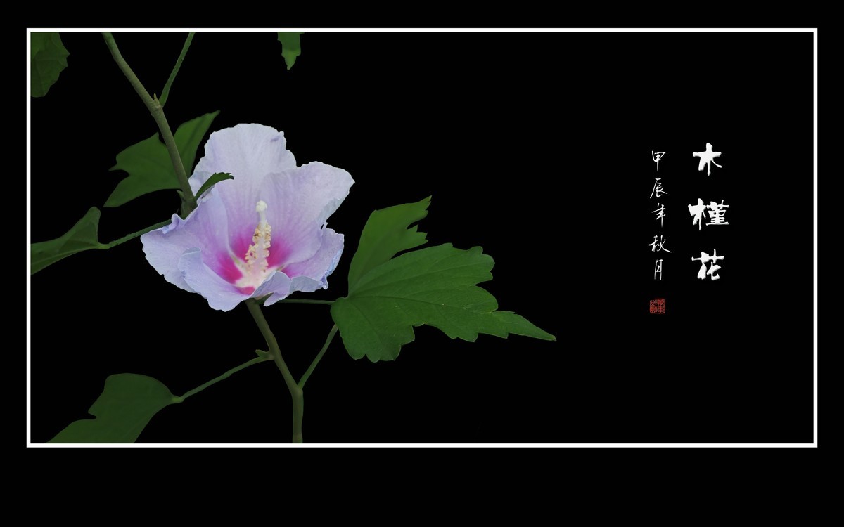 粉嫩娇羞的木槿花